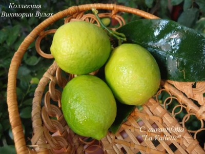 C. aurantifolia La Vallette1 - 